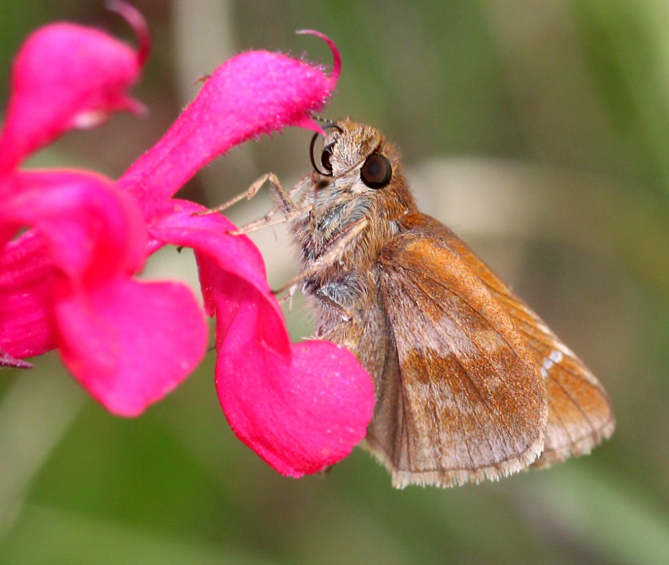 SKIPPER, CLOUDED (Lerema accius) (10-16-12) santa fe ranch, near santa cruz river, n-e of nogales, scc, az -01