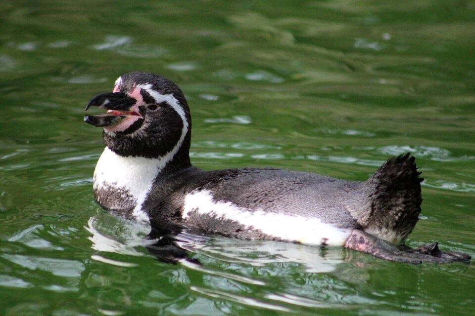 Animal world water bird birds