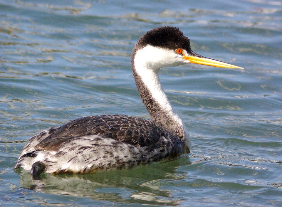 101 - CLARK'S GREBE (3-25-08) sloco, ca (1)