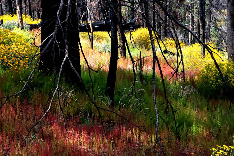 CHIRICAHUA MTS, near barfoot junction, september flowers after the fire of 2011 (9-21-12) -10