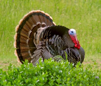 089 - WILD TURKEY (3-20-09) canet rd, sloco, ca (3)
