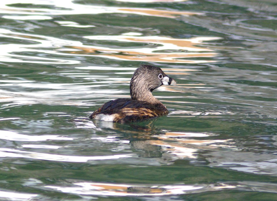 096 - PIED-BILLED GREBE (3-25-09) SLOCO, CA