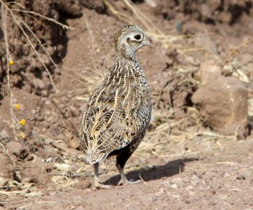 072 -  MONTEZUMA QUAIL (10-19-12) parker cyn one mile from mexican border, scc, az -01 imm male - (9)