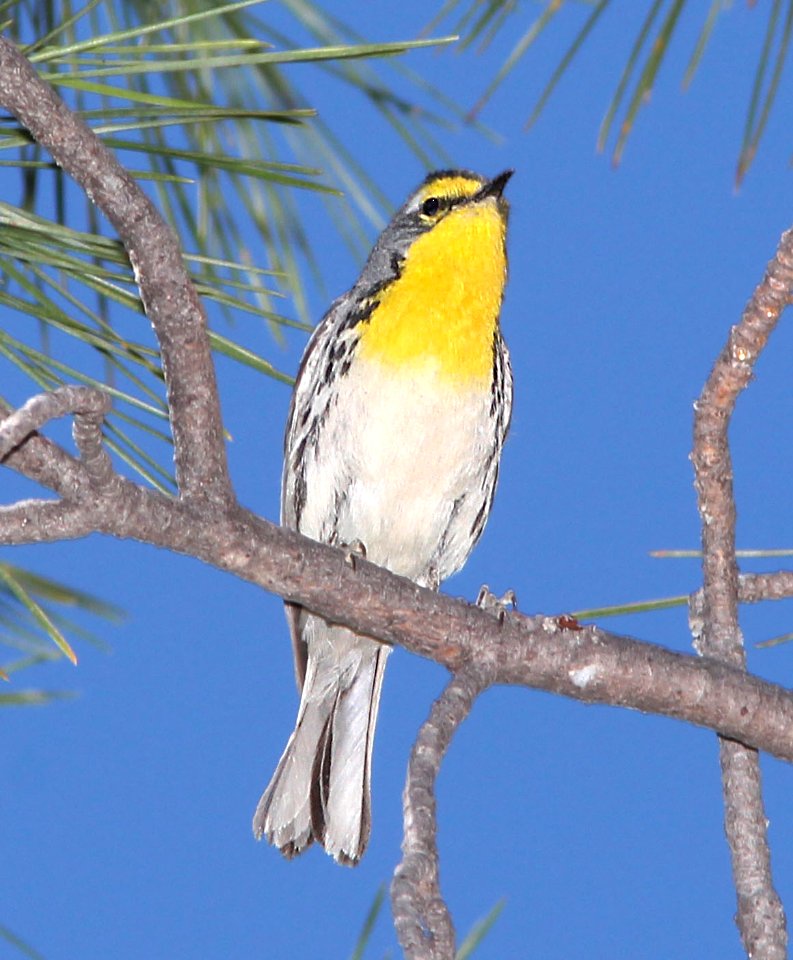 838 - GRACE'S WARBLER (4-21-13) humboldt cyn, patagonia mts, scc, az (4)