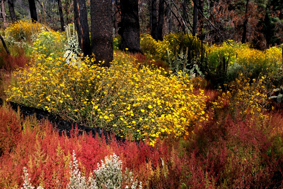 CHIRICAHUA MTS, near barfoot junction, september flowers after the fire of 2011 (9-21-12) -11