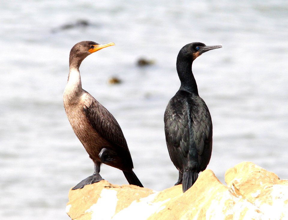 168 & 170 BRANDT'S & DOUBLE-CRESTED   CORMORANT (8-24-09) north coast, slo co, ca