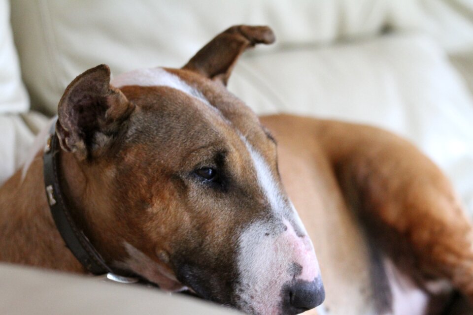 Dog bull terrier photo