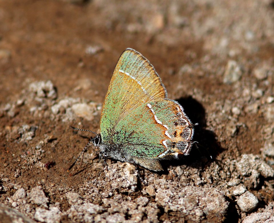 HAIRSTREAK, JUNIPER ( Callophrys gryneus siva) (4-3-13) red mt rd, of harshaw rd, scc, az -06