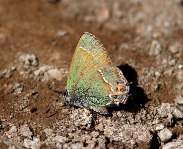 HAIRSTREAK, JUNIPER ( Callophrys gryneus siva) (4-3-13) red mt rd, of harshaw rd, scc, az -06