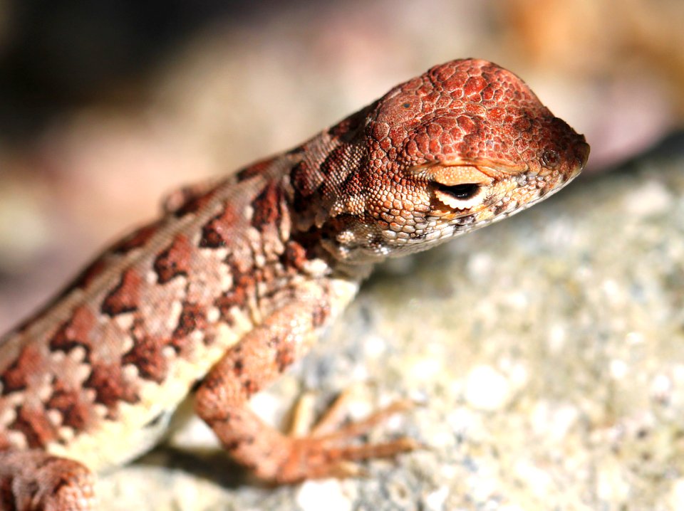 LIZARD, ELEGANT EARLESS (Holbrookia elegans) (9-24-12) california gulch, pajarito mts, scc, az -02