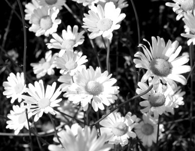 FLOWER, sp (8-11-12) hannigan meadows, white mountains, az - 03 BW