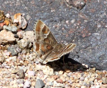 POWDERED-SKIPPER, ARIZONA (Systasea zampa) (9-10-12) california gulch, scc, az -03
