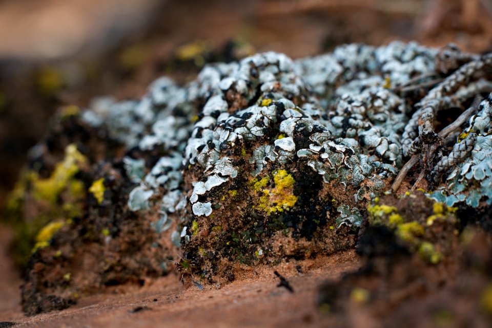 Old-growth soil crust, draped in lichens. photo
