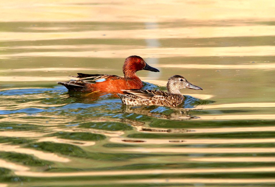 033 - CINNAMON TEAL (4-25-07) sloco, ca (2)