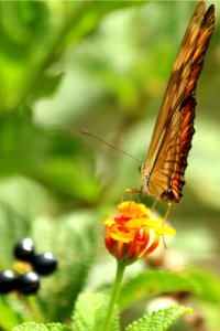 mariposa naranja photo