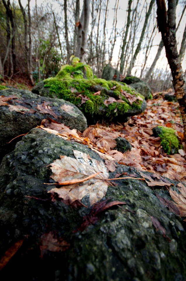 Leaf on a rock photo