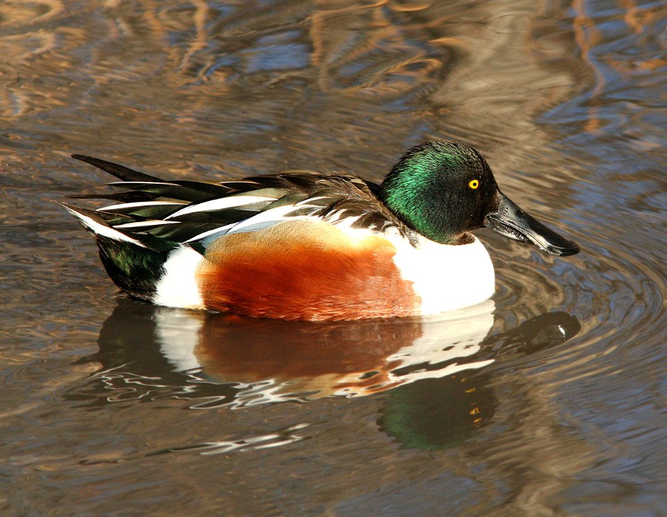 034 - NORTHERN SHOVELER bosque del apache, nm (3)