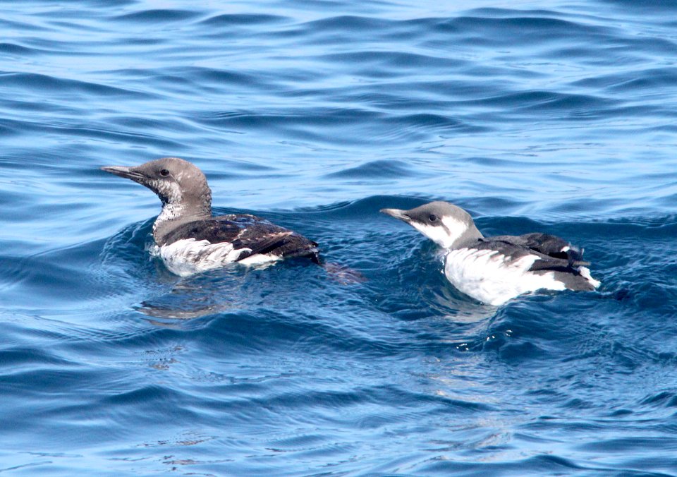 400 - COMMON MURRE (9-5-09) ak (2)
