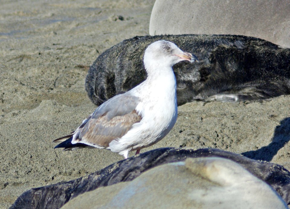 361 - WESTERN GULL (1-29-08) 2nd winter, el seal rookery, slo co, ca
