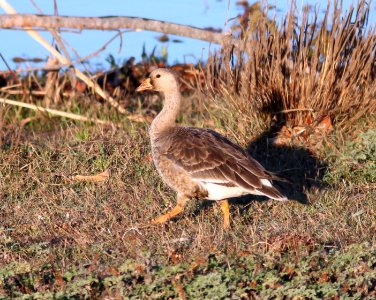 008 - GREATER WHITE-FRONTED GOOSE (11-03-09) juv, San Simeon Creek mouth, slo co, ca  (1)