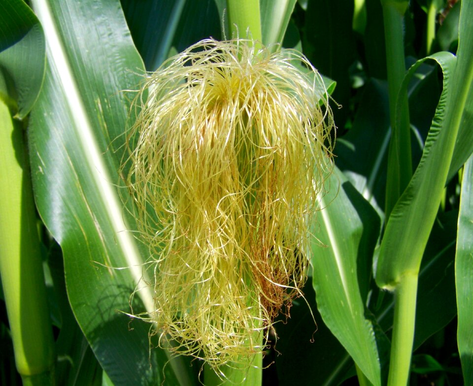 Corn pipe corn hair agriculture