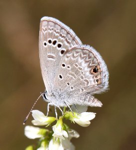BLUE, REAKIRT'S (Echinargus isola) (8-2-12) san rafael grassland, scc, az -01