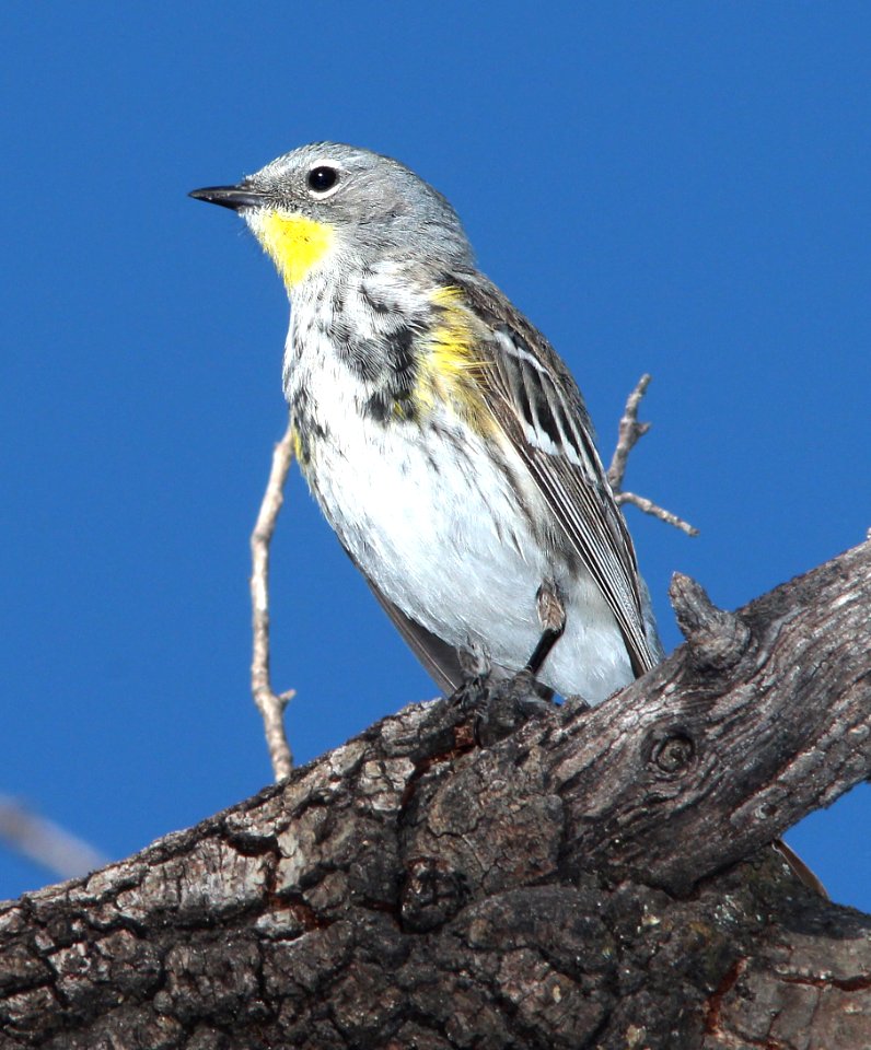 835 - YELLOW-RUMPED WARBLER (4-16-13) pena blanca lake, scc, az