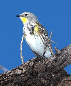 835 - YELLOW-RUMPED WARBLER (4-16-13) pena blanca lake, scc, az