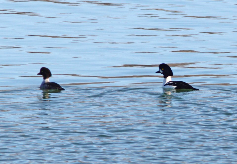 GOLDENEYE, BARROW'S (11-20-12) lake havasu at parker dam, az - (1)