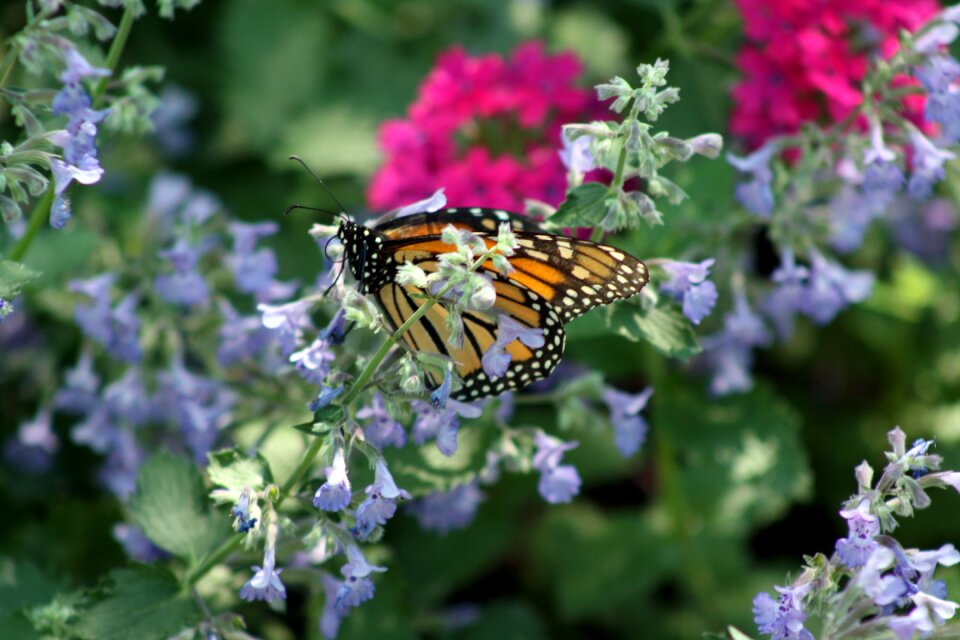 Flower spring nature