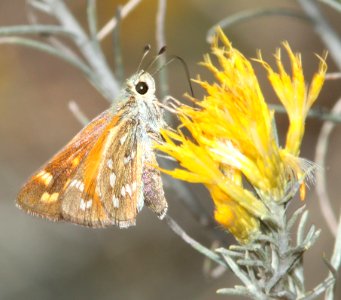 SKIPPER, PAHASKA (Hesperia pahaska) (10-26-12) harshaw creek rabbitbrush, scc, az -02