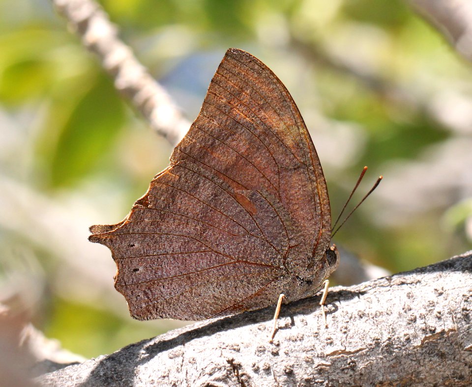 LEAFWING, TROPICAL (Anaea aidea) (9-24-12) ca gulch, pajarito mts, scc, az -01