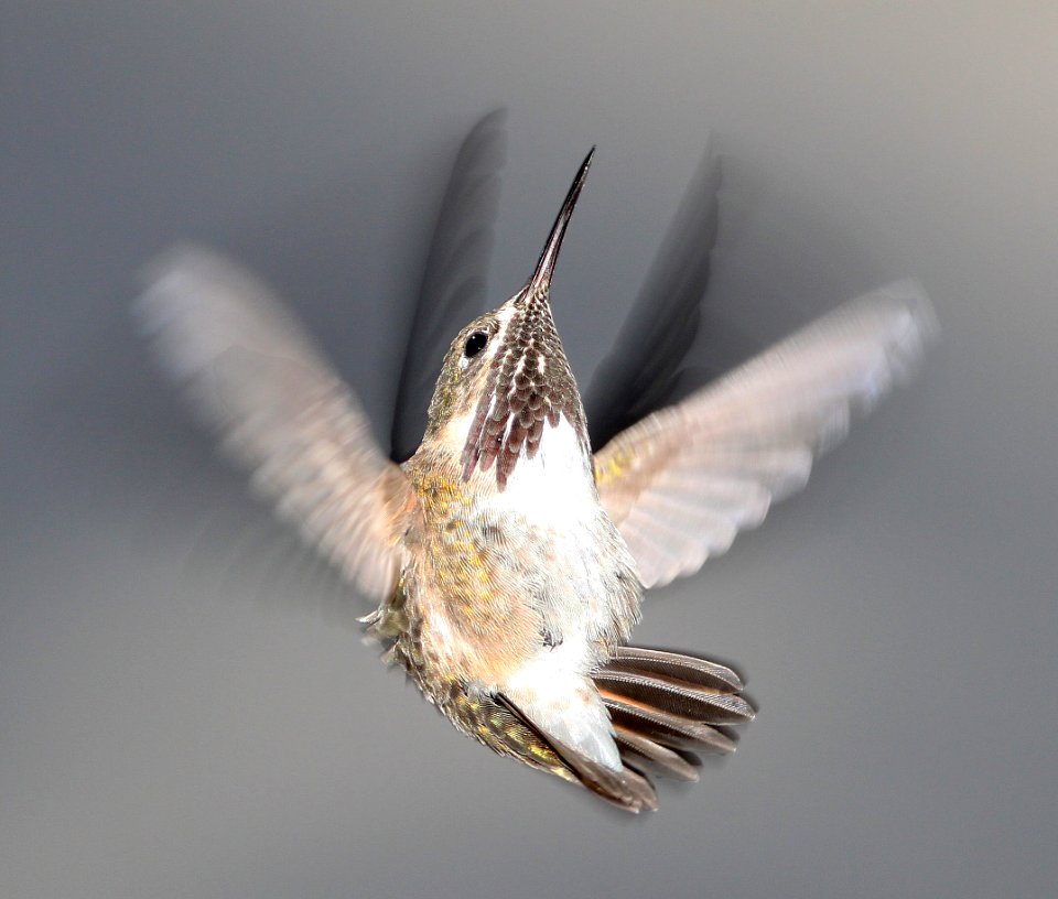 506 -  CALLIOPE HUMMINGBIRD (8-10-11) 78 circulo montana, patagonia lake ranch estates, scc, az - (4)
