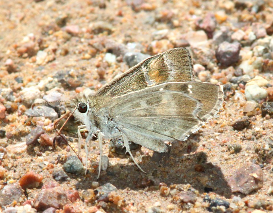 POWDERED-SKIPPER, ARIZONA (Systasea zampa) (9-10-12) california gulch, scc, az -04
