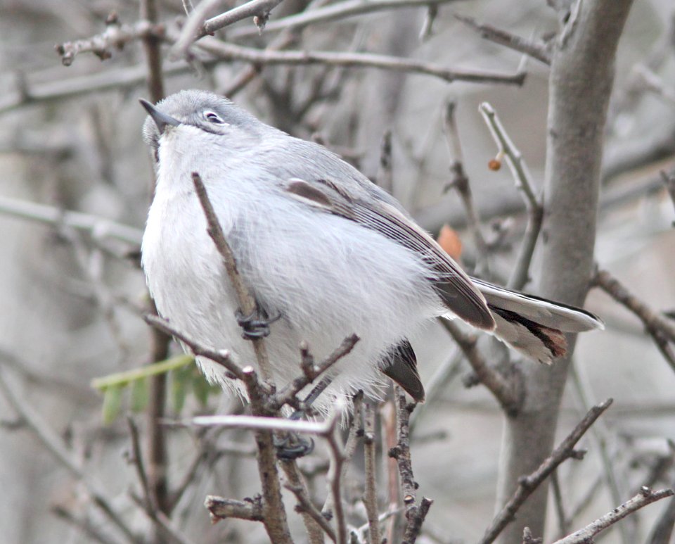 GNATCATCHER, BLACK-CAPPED (12-15-12) below dam, patagonia lake, scc, az -03