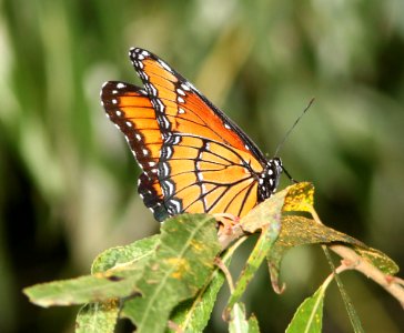 VICEROY (Limenitis archippus) (9-29-12) santa cruz river, north of santa margarita lane, tumacacori, scc, az -02