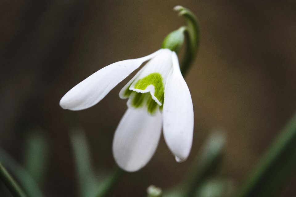 Flower spring spring flower