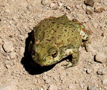 TOAD, RED-SPOTTED (Bufo punctatus) (9-16-12) california gulch, scc, az -01