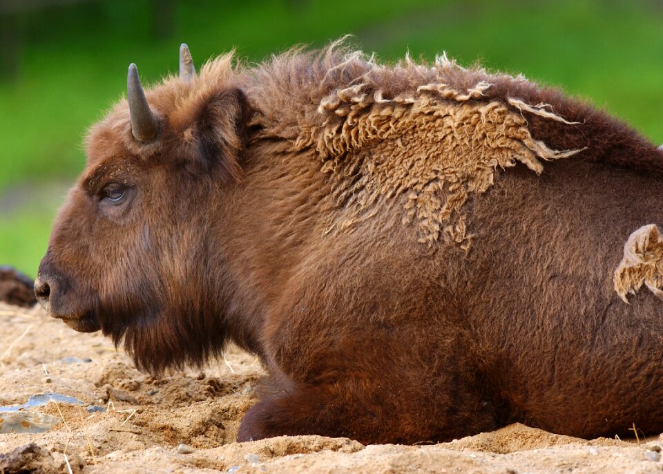 Buffalo animals fauna