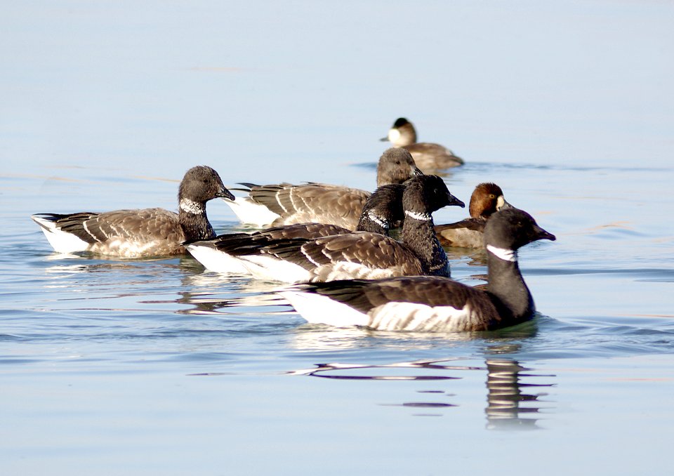 014 -BRANT (12-12-07) morro bay, slo co, ca-1