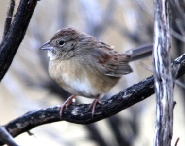 SPARROW, BOTTERI'S (12-30-12) patagonia rd, patagonia lake ranch estates, scc, az -01