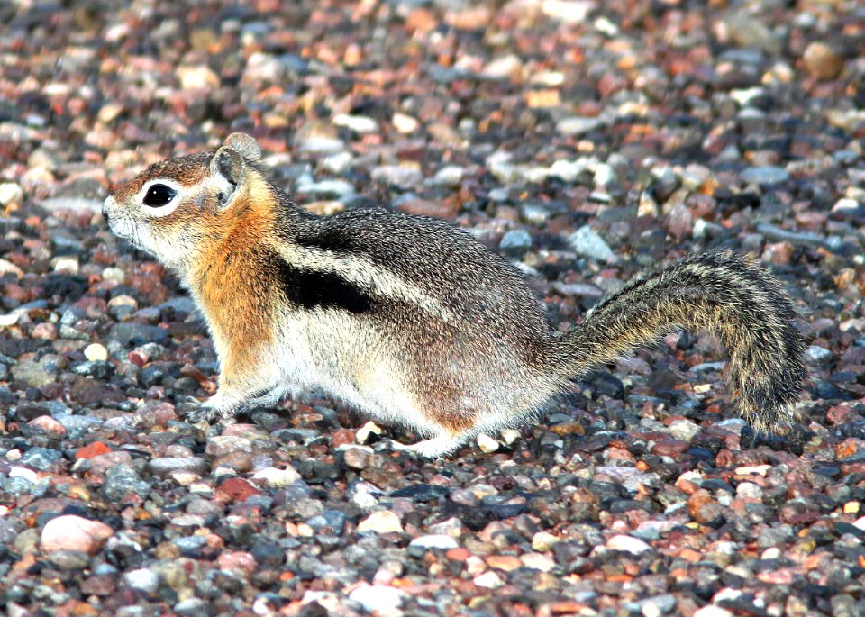 SQUIRREL, GOLDEN-MANTLED (Spermophilus lateralis) (8-20-12) just east of wolf creek pass, co -02