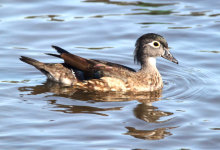 023 -WOOD DUCK (10-7-09) oceano com pond, oceano, slo co, ca  (1)