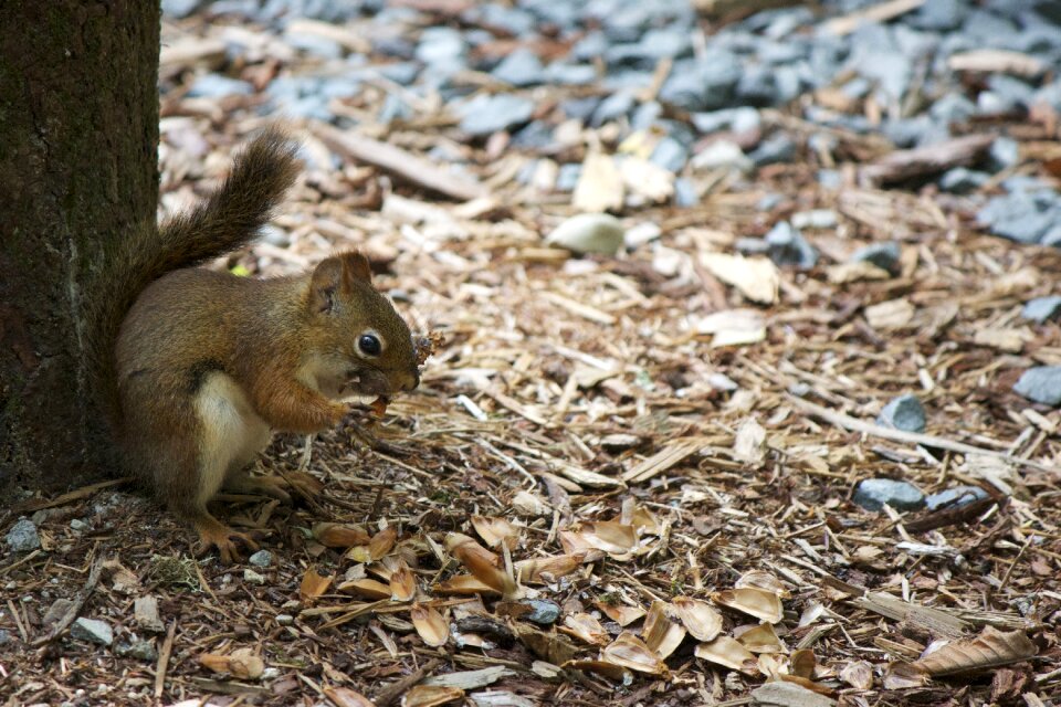 Nature cute mammal photo