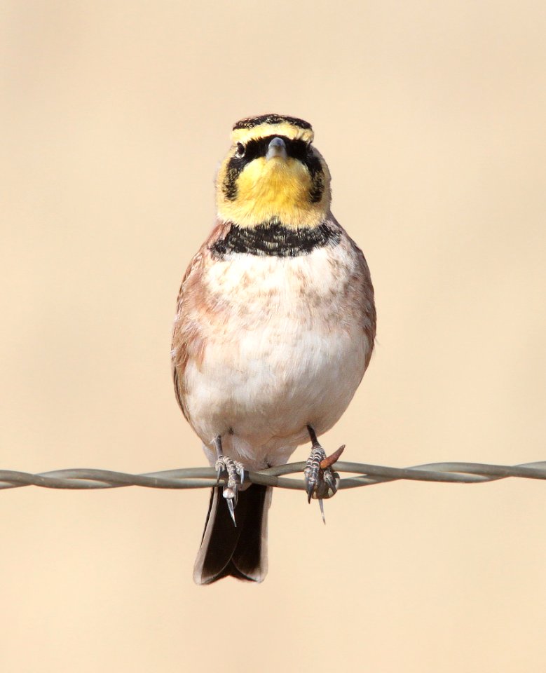 LARK, HORNED (11-15-12) san rafael grasslands, scc,az -02