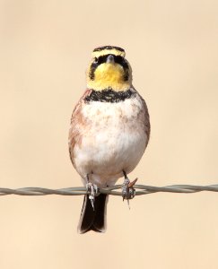 LARK, HORNED (11-15-12) san rafael grasslands, scc,az -02