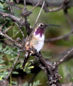 497 - LUCIFER'S HUMMINGBIRD (9-8-10) male, ash cyn b&b, sierra vista, az  (3)