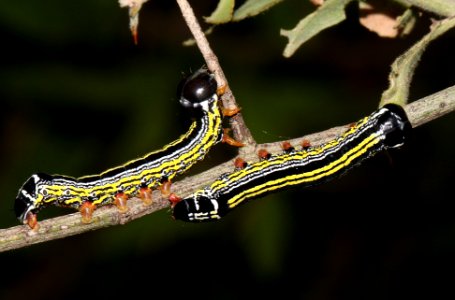 CATERPILLAR, sp (7-28-12) 0.2 mile cliffs, patagonia-san rafael rd, scc, az -01