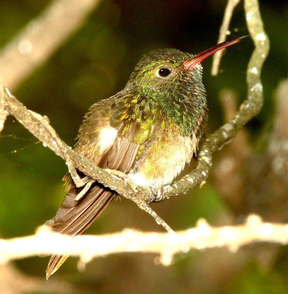 509 - BUFF-BELLIED HUMMINGBIRD (3-6-12) frontera audubon, weslaco, tx  (2)