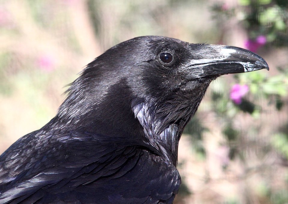 RAVEN, COMMON (5-20-12) 78 circulo montana, patagonia lake ranch estates, scc, az -01